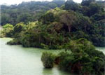 Regenwald