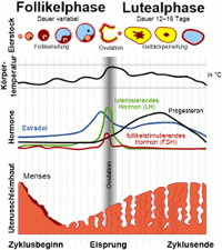 menstruationszyklus