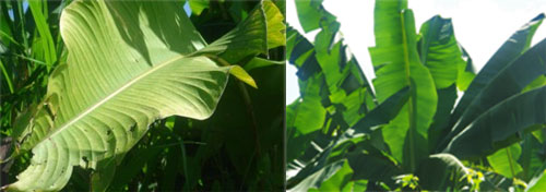 Bananebplantage
