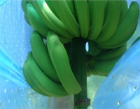 Bananenplantage Rosta Rica